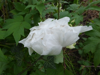 P1350035.webp