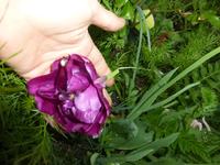 P1350102.webp