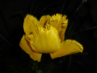 P1350118.webp