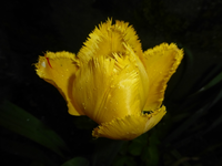 P1350119.webp