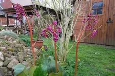 SAM_0600.webp