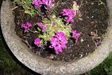 SAM_0603.webp