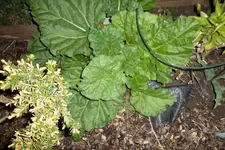 SAM_0604.webp