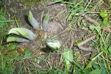 SAM_0606.webp