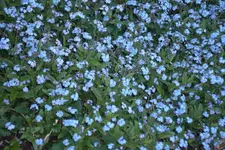 SAM_0609.webp