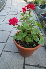 SAM_0610.webp