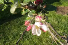 SAM_0611.webp