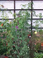 GEDC0357.webp