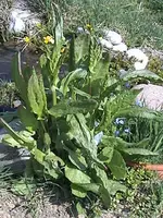 Gartensauerampfer2.webp