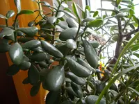 DSCN0050.webp