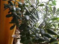 DSCN0051.webp