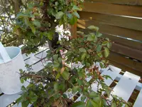 DSCN0053.webp