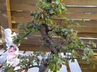 DSCN0052.webp