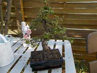 DSCN0054.webp