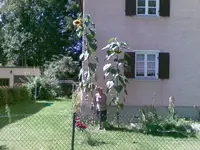 24082009.webp