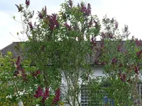 k-P1080884.webp