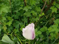 k-P1080875.webp