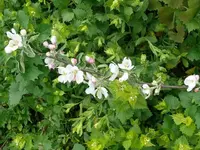 k-P1080860.webp