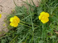 k-P1080862.webp