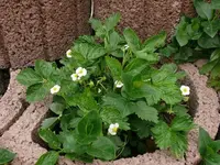 k-P1080866.webp