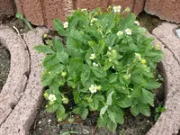 k-P1080868.webp