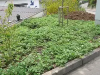k-P1080885.webp