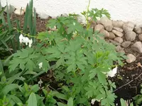 k-P1080878.webp