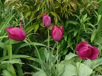 k-P1080876.webp