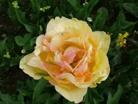 k-P1080879.webp