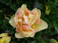 k-P1080880.webp
