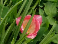 k-P1080888.webp