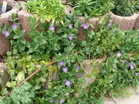 k-P1080867.webp