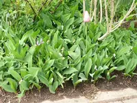 k-P1080874.webp