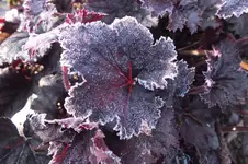 DSCF0724.webp