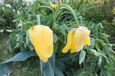 DSCF0726.webp