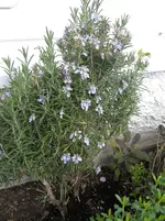 DSCN7721.webp