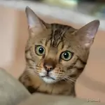 11133769_1588659118068003_8660531229185285829_n.webp
