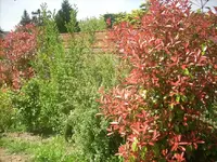Glanzmispel Red Robin.webp