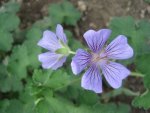 Geranium Stephanie 1.JPG