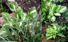 Garten 2015Neuer Ordner.webp