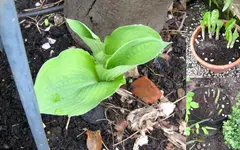 Garten 2015Neuer Ordner1.webp