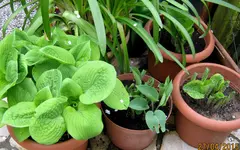 Garten 2015Neuer Ordner2.webp