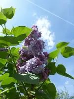 P1350443.webp