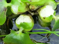 CIMG0140.webp