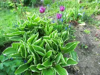 CIMG0146.webp