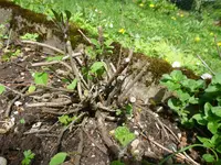 Saöbei 4.15.webp