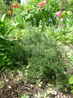 Thymian.webp