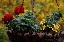 Ampel Geranien (2).webp