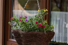 Ampel bunte Petunien mini.webp