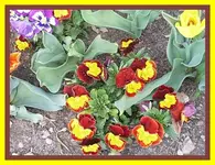 009.webp
